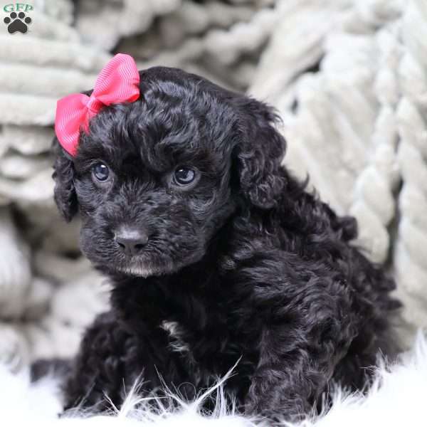 Rosa, Cavapoo Puppy